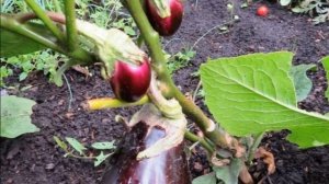 БАКЛАЖАН БОМБОВОЗ - РАННЕСПЕЛЫЙ СОРТ С ВЫСОКОЙ ЗАВЯЗЫВАЕМОСТЬЮ ПЛОДОВ