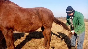 Уход за лошадью. Чистим. Стрижем. Обрабатываем копыта.