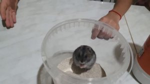 Как правильно купать джунгарика!