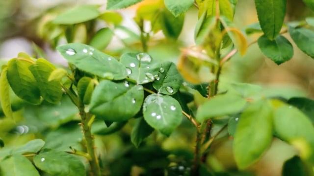 Музыка дождя.mp4 смотреть онлайн