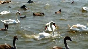 Отдых в Евпатории | Лебединое озеро  Сасык-Сиваш