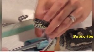 Из питона вытащили большое пляжное полотенце