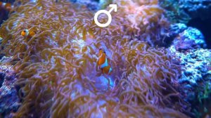 Странные Повадки Животных