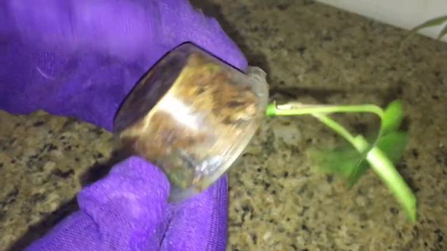 Propagation update! Peperomia pilea, white butterfly syngonium, and rhaphidophora tetrasperma