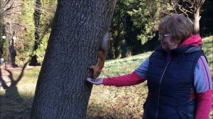 Белка в лесу.