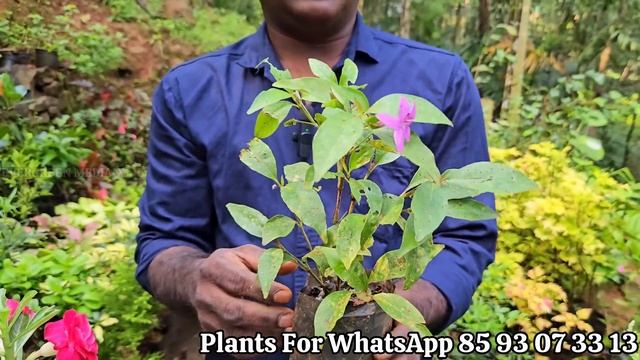 വിലക്കുറവുള്ള നല്ല സൂപ്പർ flowering ചെടികൾ വേണോ??variety of flowering & Indoor plants for sale ?