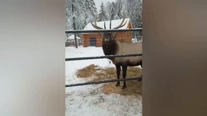 Северный олень - все любят ласку)