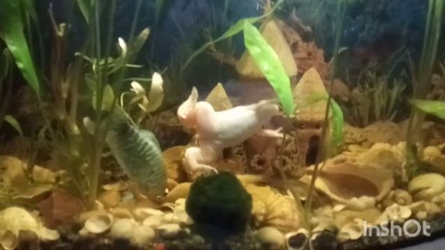 Кота очень интересует жизнь в аквариуме! смотреть онлайн