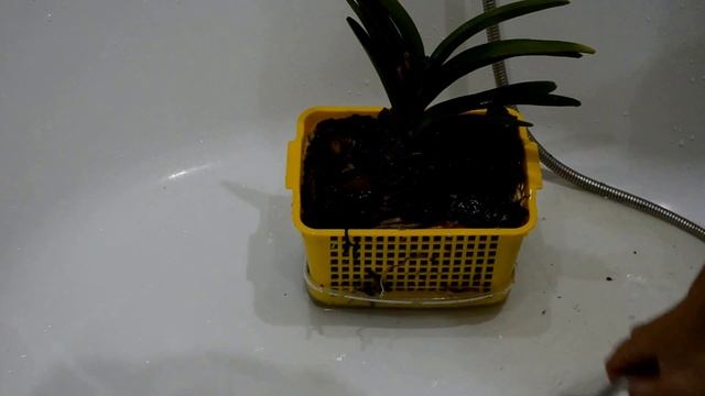 Уход за вандой смотреть онлайн