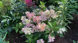Гортензия метельчатая Поулстар / Свич Офелия Hydrangea paniculata Polestar / Switch Ophelia