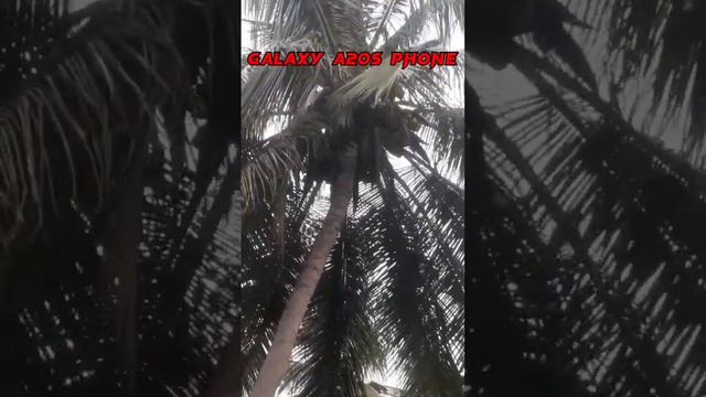 Zooming coconut tree in galaxy a20s phone #sorts #viral