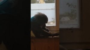 Домашние макаки)