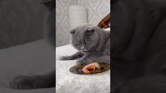 КОТА ЧУТЬ НЕ ВЫРВАЛО ?