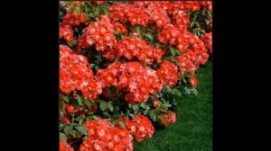 Роза Paso Doble. Роза Милланда. Что в имени твоем ?! Часть 1.
