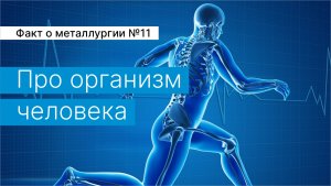 Факт о металлургии №11:
про организм человека