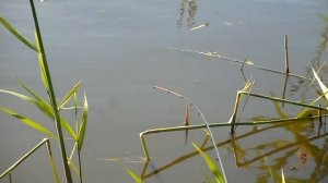 Ловля карася в июне на пикер Волжанка Оптима 3 0м 25+.