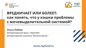 Вредничает или болеет: как понять, что у кошки проблемы с мочевыделительной системой?