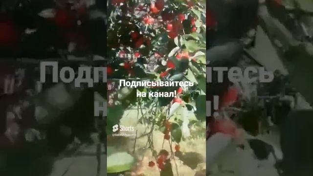 🍒 Богатый урожай вишни в моем саду!