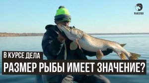 Размер рыбы имеет значение? // В курсе дела