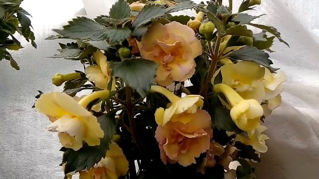 Ахименес Yellow Englis Rose смотреть онлайн