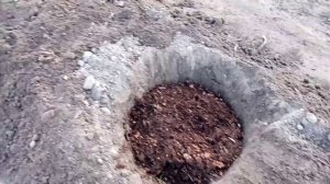 Голубика. Копаю ямы для посадки голубики.