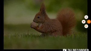 Белка формлинг песня белки официальное видео