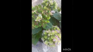 Гортензия Леди Мата Хари , начало роспуска