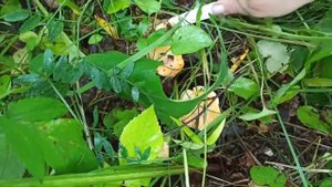 Нарвалась на ЛИСИЧКИ. Собираю грибы ЛИСИЧКИ там, где прошли грибники. Где искать грибы лисички?