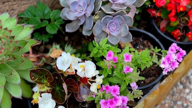 ecco la mia NUOVA AIUOLA in giardino смотреть онлайн