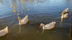 Не знаете как жить - живите счастливо. Ведь счастье есть и оно всегда рядышком с вами 🙏🙏