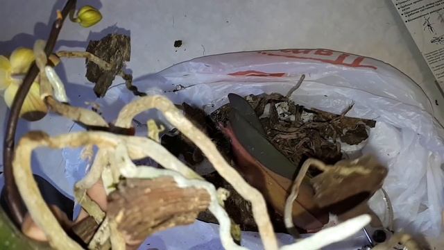 Продолжение о ( неблагодарной) ОРХИДЕИ, ПЕРЕСАДКА, ФИТИЛЬНЫЙ ПОЛИВ смотреть онлайн