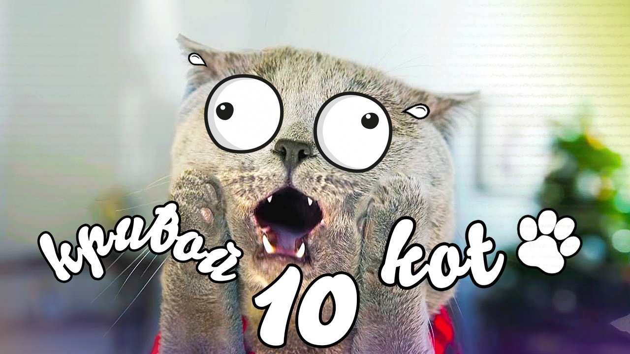 Коты 10 смешных