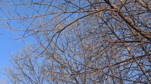 11 февраля народный праздник День Лаврентия. Народные приметы и традиции.