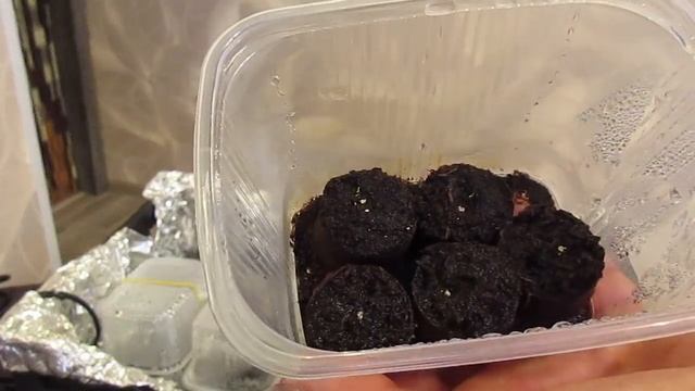 Чудо-коврик для проращивания семян! смотреть онлайн