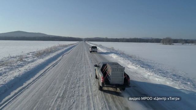 Центр реабилитации диких животных выпустил в тайгу молодую тигрицу смотреть онлайн