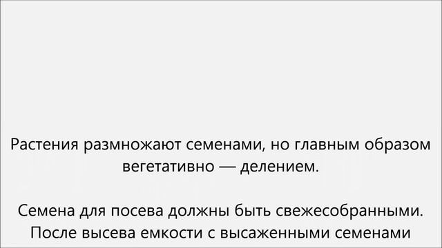 Калла уход.Домашние каллы уход смотреть онлайн