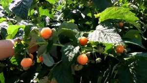 МАЛИНА ПРОТИВ КЛУБНИКИ. МАЛИНА!