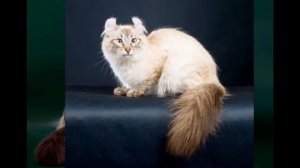 Породы кошек: Американский кёрл (англ. American Curl)