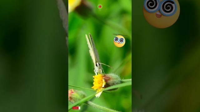 Flutter into Relaxation: Music to Unwind with the Serene Beauty of a Butterfly смотреть онлайн