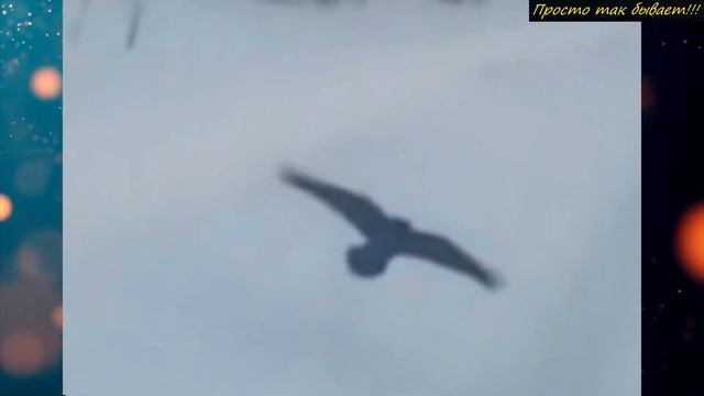 Если бы ЭТО не засняли никто бы и не поверил! Такое ДАЛЬНОБОЙЩИК видит ВПЕРВЫЕ в жизни! смотреть онлайн