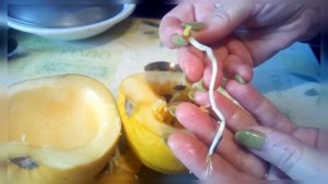 Семена проросли внутри тыквы