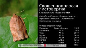 Скошеннополосая листовертка  (Choristoneura rosaceana Нar.)