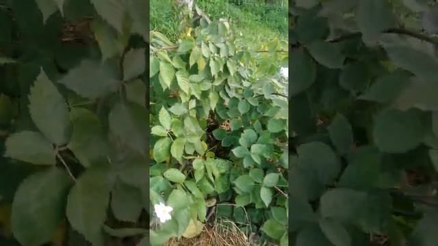 ежевика Бжезина,первый год вегетации смотреть онлайн