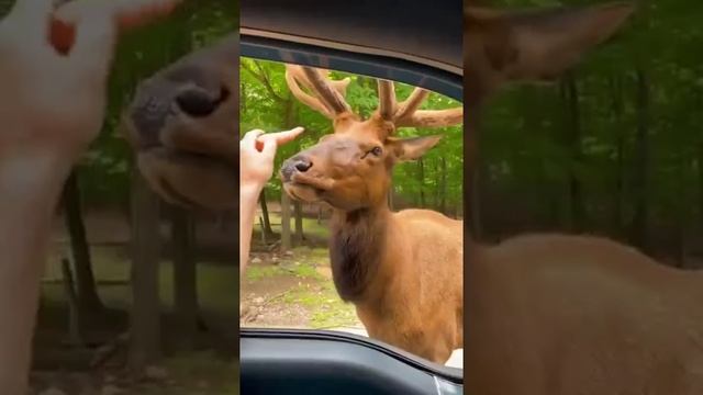 Сначала считалочка, а потом угощение