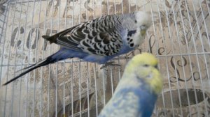 Что делать если яйца не оплодотворены, пустые у волнистых попугаев