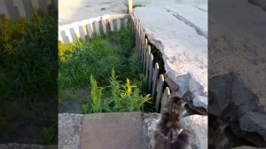 Школа Жизни : Урок Маскировка/Охота.Смешные Говорящие Котики.
