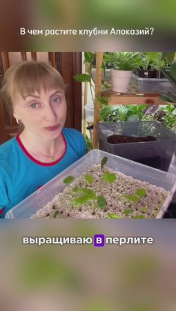 Клубни Алоказий - в чем проращиваем  в нашем питомнике