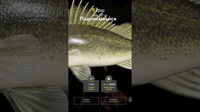 Трофейный ёрш на оз.Комарином. Координаты 87:87. #russianfishing4 #донка #ёрш #трофей