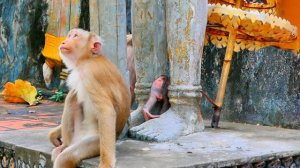 O.M.G..UnbeI!evabIe ! Monkey Molla was Sh-0-cked when Monkey Moka tried to k!d-n@p her baby brother