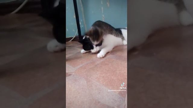 Кошкин дом - когда жена села на шею😂🐈🐈